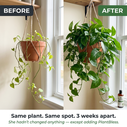 PlantBless